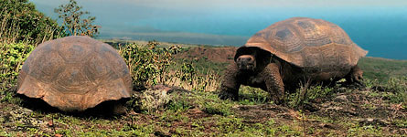 Travel_Galapagos_Wide_Tile