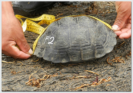 Joe-blog_tortoise-measuring