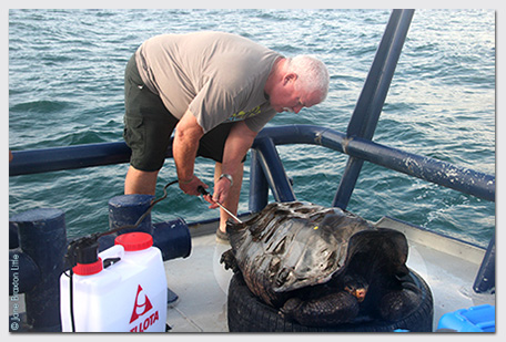 Joe-blog_tortoise-spray