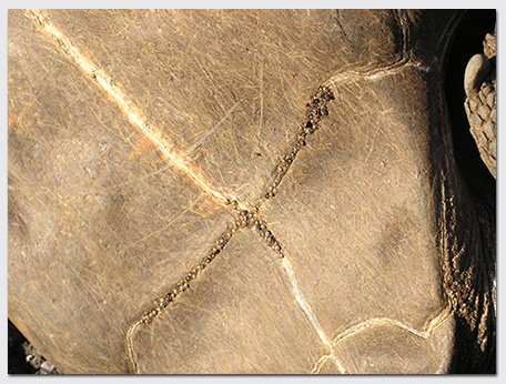 Joe-blog_tortoise-ticks_v2