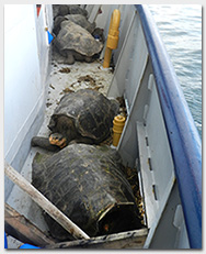 Joe-blog_tortoises-gunnels_v3