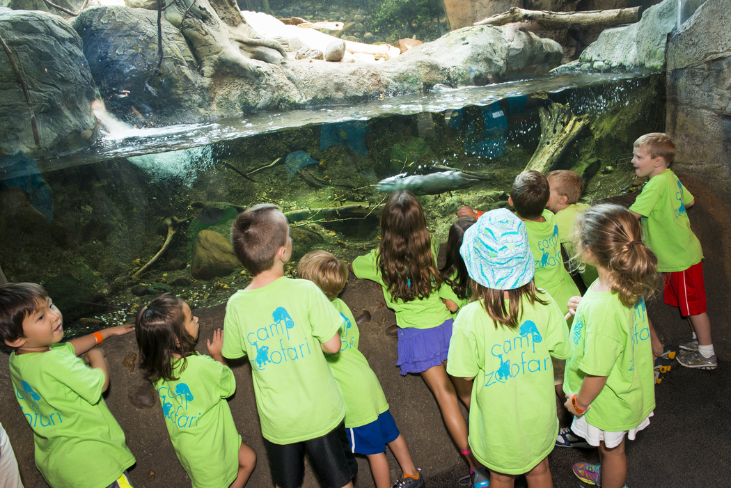 Registration For Camp Zoofari Is Open The Houston Zoo