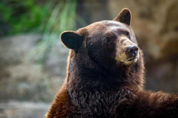 See Them, Save Them: Your Visit to the Zoo is Saving Black Bears in Texas