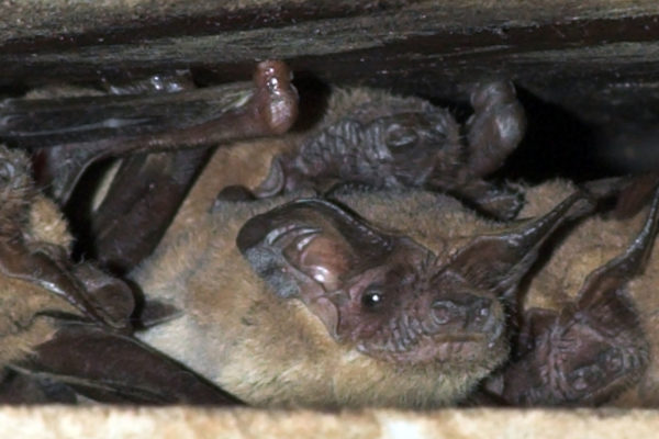 Houston Zoo Staff are Saving Bats in Texas