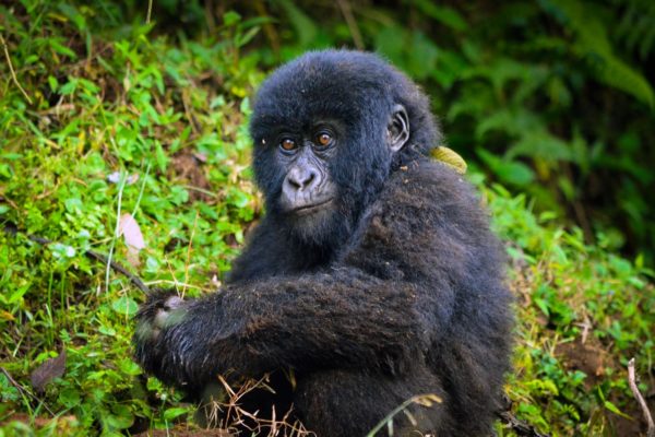Mountain Gorillas’ Future is a Little Brighter